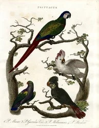 Pappagalli (Psittacus)