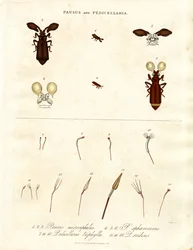 Pausus e Pedicellaria - Specie di insetti