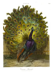 Pavo: pavone comune