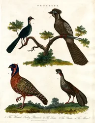 Specie Penelope (tacchini e fagiani)