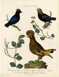 Uccelli del pepe e manachini