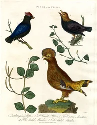 Piante di pepe e manachini