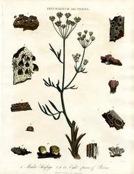Peucedanum e Peziza