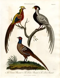 Phasianus - Specie di fagiano