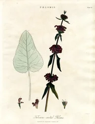 Phlomis: Salvia di Gerusalemme dalle radici tuberose