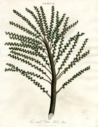Phoenix (Palma da dattero)