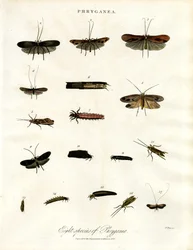Phryganea - Caddisfidi