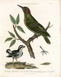 Fitotoma e Picchio con dettagli anatomici