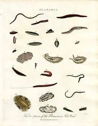 Planaria - Dodici specie di vermi piatti