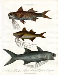 Specie di Polynemus (filetti)