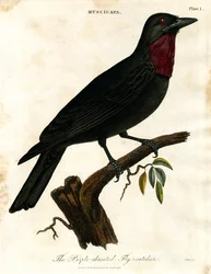 Pigliamosche dalla gola viola (Muscicapa)