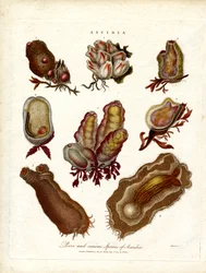 Specie rare e curiose di Ascidia