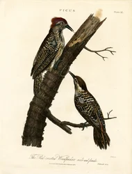 Picchio rosso (maschio e femmina)
