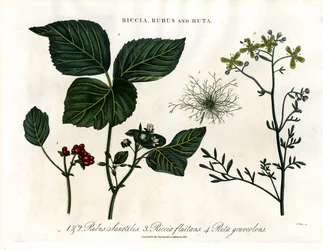 Riccia; Rubus e Ruta