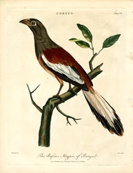Gazza rufosa del Bengala