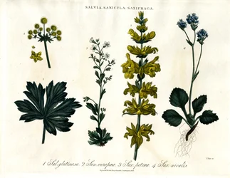 Salvia; specie di sanicolo e sassifraga