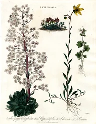 Specie di sassifraga