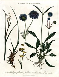 Scabiosa e Scheuchzeria