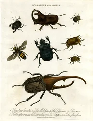 Scarabaeus e Scolia (coleotteri e vespe scavatrici)