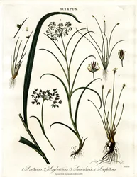 Specie di Scirpus