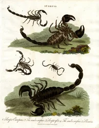 Scorpioni - Varie specie