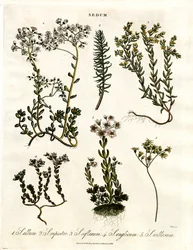 Sedum: Diverse specie di piante da frutto