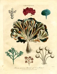 Sette curiose specie di coralline