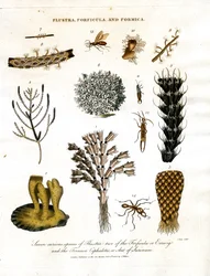 Sette curiose specie di Flustra, due di Forficula e la Formica Cephalotes del Suriname.