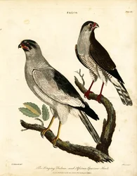 Falco canterino e Sparviero africano