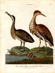 Tarabuso stellato e tarabusino