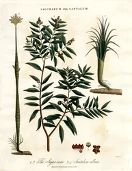 Canna da zucchero e sandalo