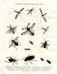 Tenebrio;Tenthedo;Tripidi e Tipula - Diversità degli insetti