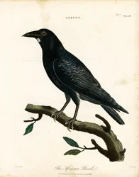 Il corvo africano