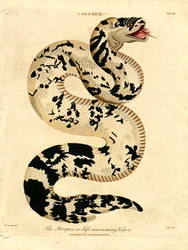 La vipera Atropos, o vipera che consuma la vita