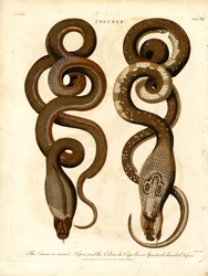 Il Cæcus, o Vipera segreta, e il Cobra de Capello, o Vipera con gli occhiali