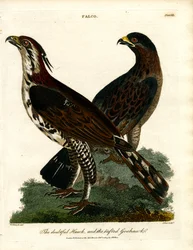 Il falco dubbioso e l