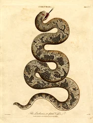 La Lachesis o Vipera fatale