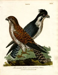 Il gheppio di montagna e il falco pescatore crestato