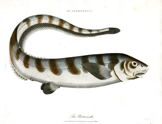 Il Notacanth