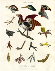 Le parti degli uccelli