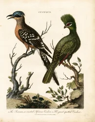 Il Touraco e il Cuculo maggiore