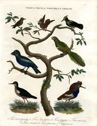 Todus;Tringa;Trochilus e Trogon