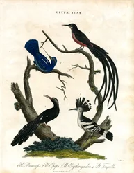 Upupa e Yunx (Upupa e Torcicollo)