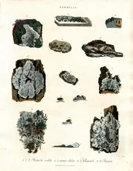Varie specie di licheni del genere Parmelia