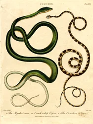 Varie specie di serpenti