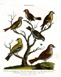 Varie specie di fringuelli (Fringilla)