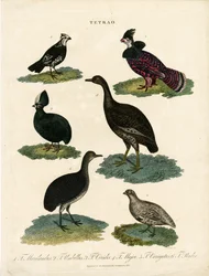 Varie specie di galli cedroni (Tetrao)