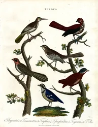 Varie specie di tordo (Turdus)
