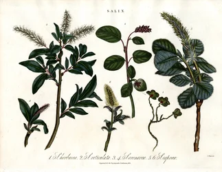Varie specie di salice (Salix)