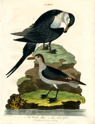 Tignosa d